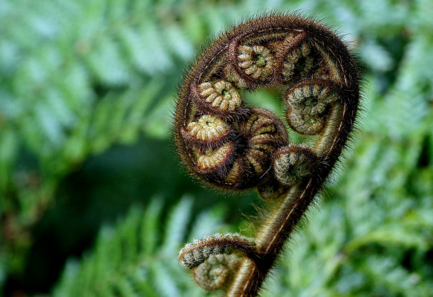 Koru a new unfurling silver fern frond